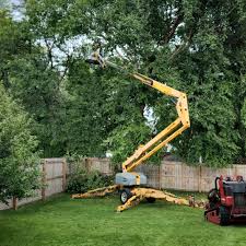 How Our Tree Care Process Works  in  Norwood Young America, MN